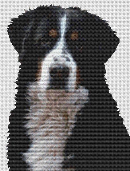 (image for) Bernese Mountain Dog 2